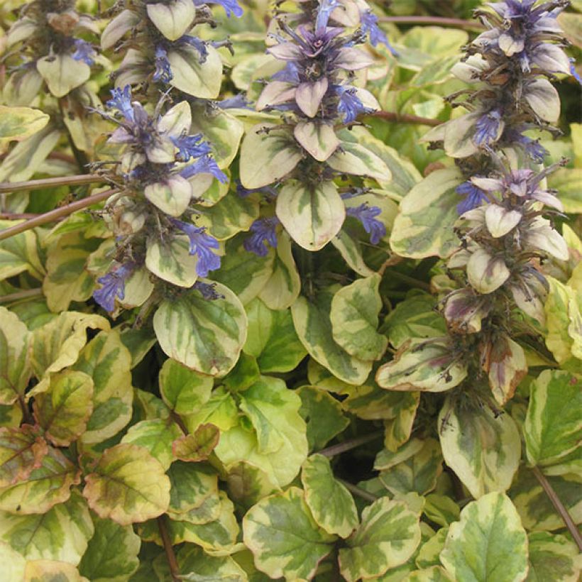 Ajuga reptans Golden Glow - Bugola (Porto)