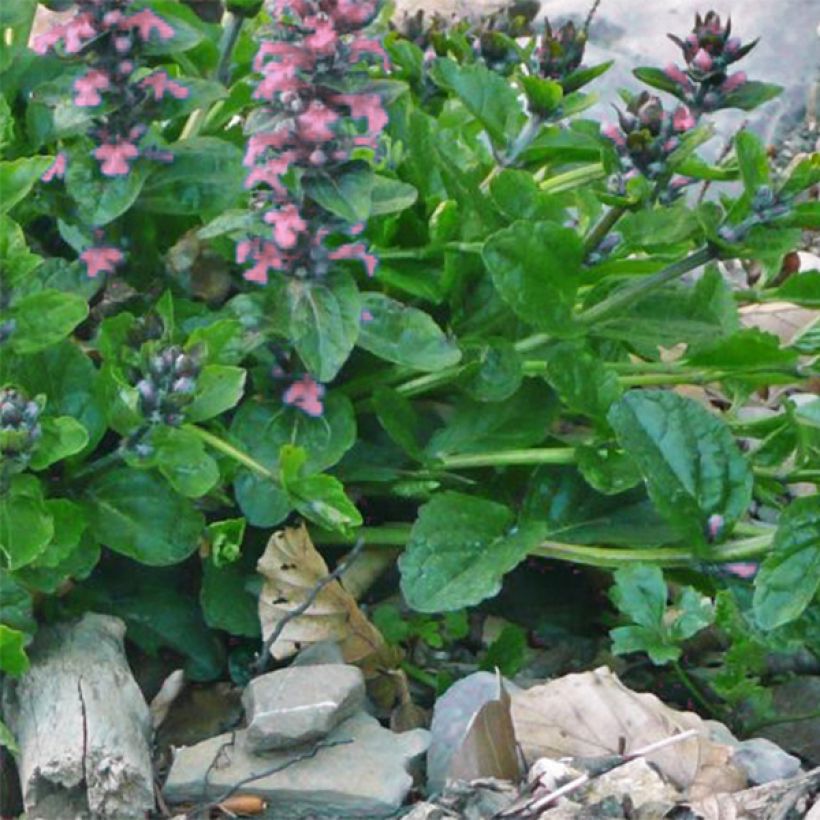 Ajuga reptans Pink Elf - Bugola (Fogliame)