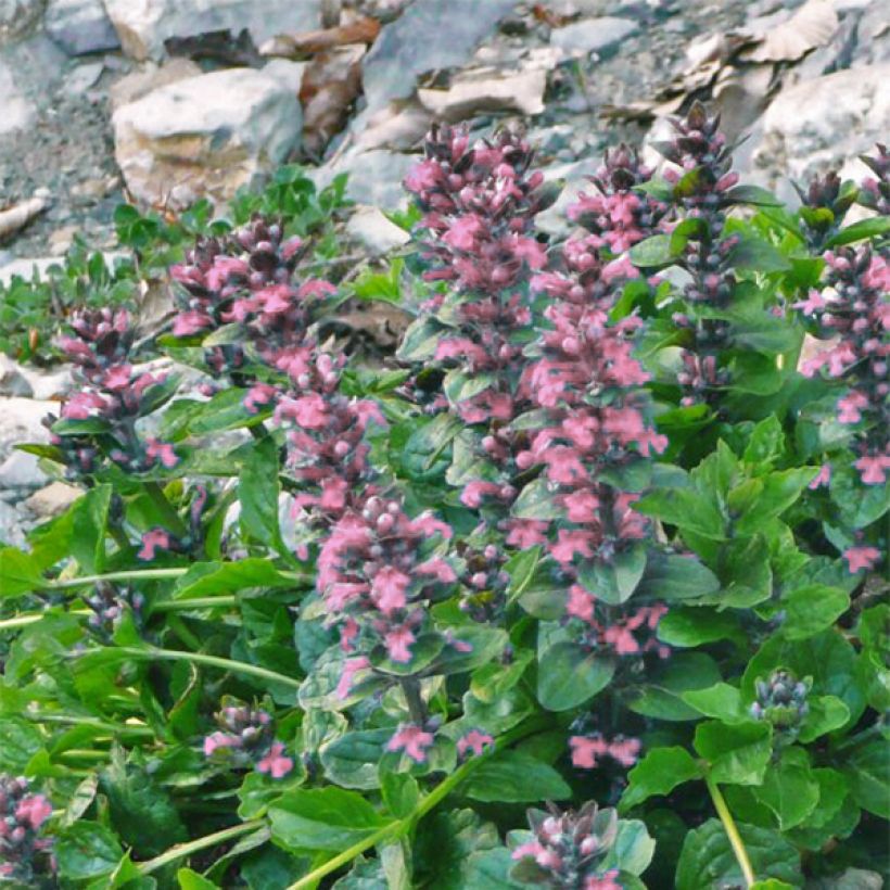 Ajuga reptans Pink Elf - Bugola (Fioritura)