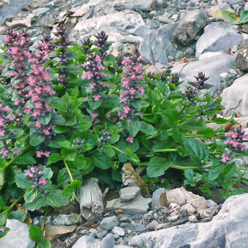 Ajuga reptans Pink Elf - Bugola (Porto)