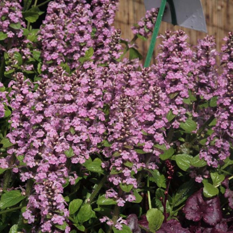 Ajuga reptans Purple Torch - Bugola (Porto)