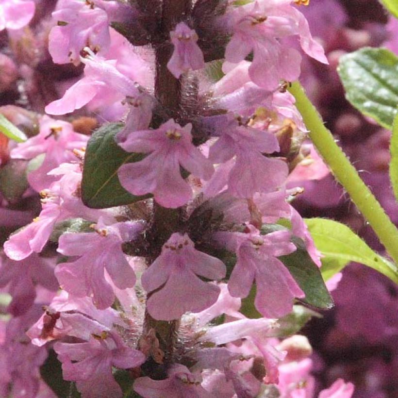 Ajuga reptans Purple Torch - Bugola (Fioritura)