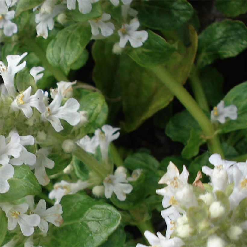 Ajuga reptans Sanne - Bugola (Fogliame)