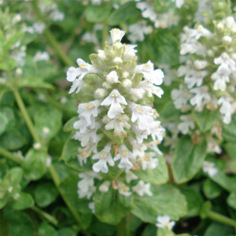 Ajuga reptans Sanne - Bugola (Fioritura)