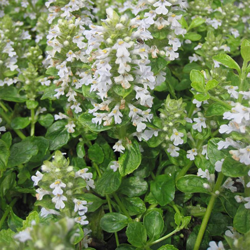 Ajuga reptans Sanne - Bugola (Porto)