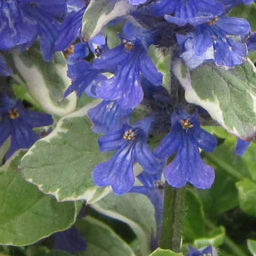 Ajuga reptans Variegata - Bugola (Fioritura)