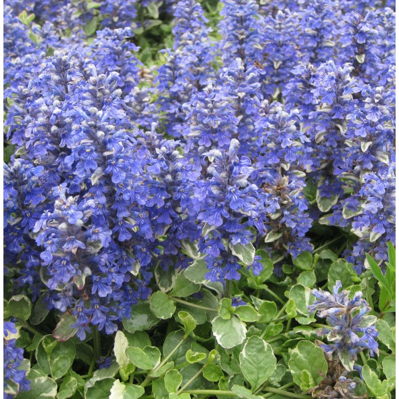 Ajuga reptans Variegata - Bugola (Porto)