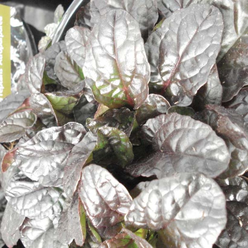 Ajuga reptans Atropurpurea - Bugola (Fogliame)