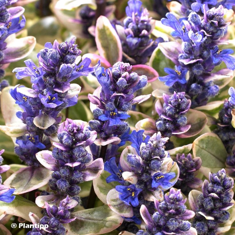 Ajuga Princess Nadia - Bugola (Fioritura)