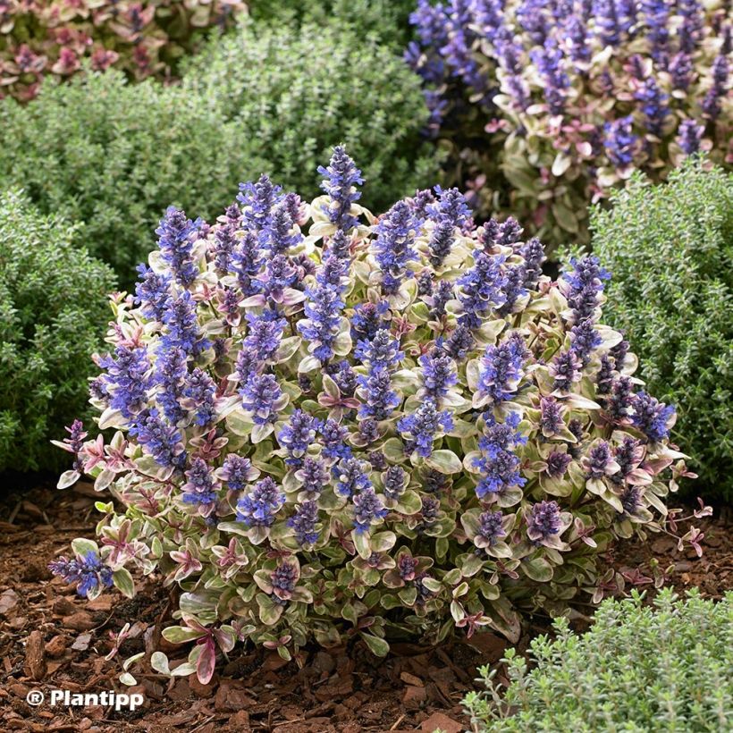 Ajuga Princess Nadia - Bugola (Porto)