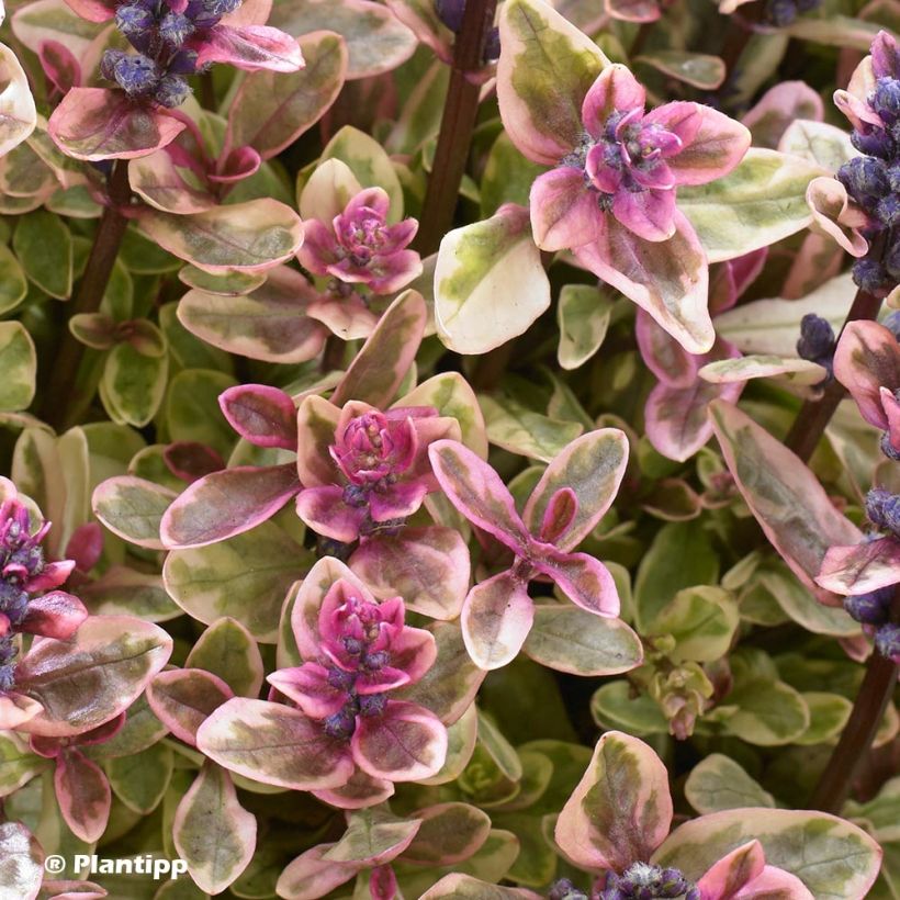 Ajuga Princess Nadia - Bugola (Fogliame)