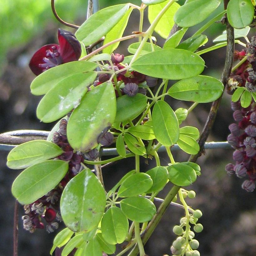 Akebia longeracemosa (Fogliame)