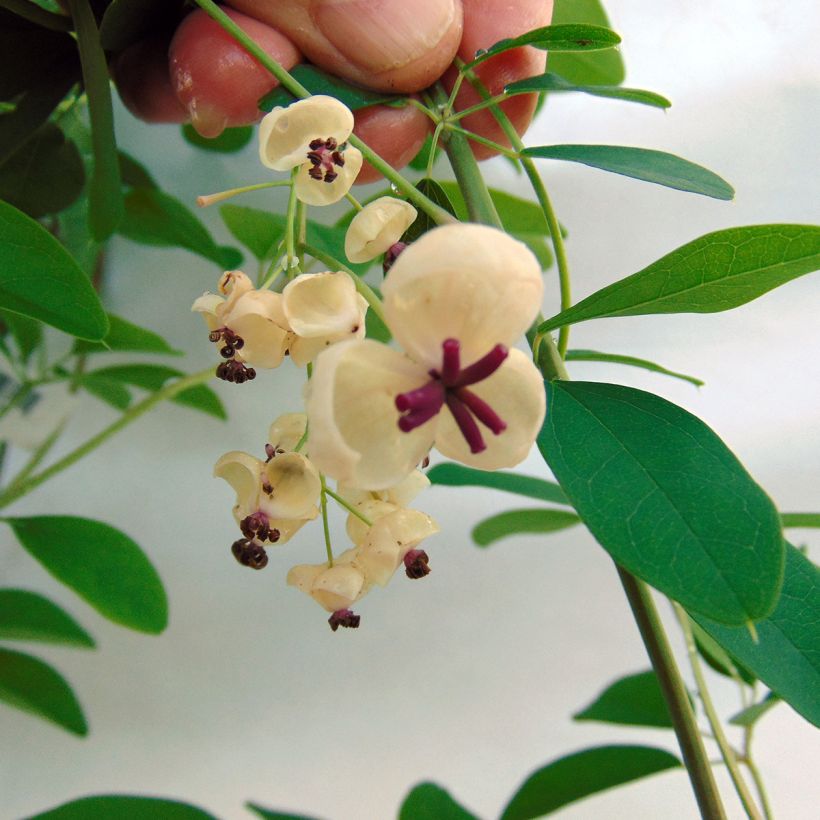 Akebia quinata Akebia Cream Form - Akebia a cinque foglie (Fioritura)