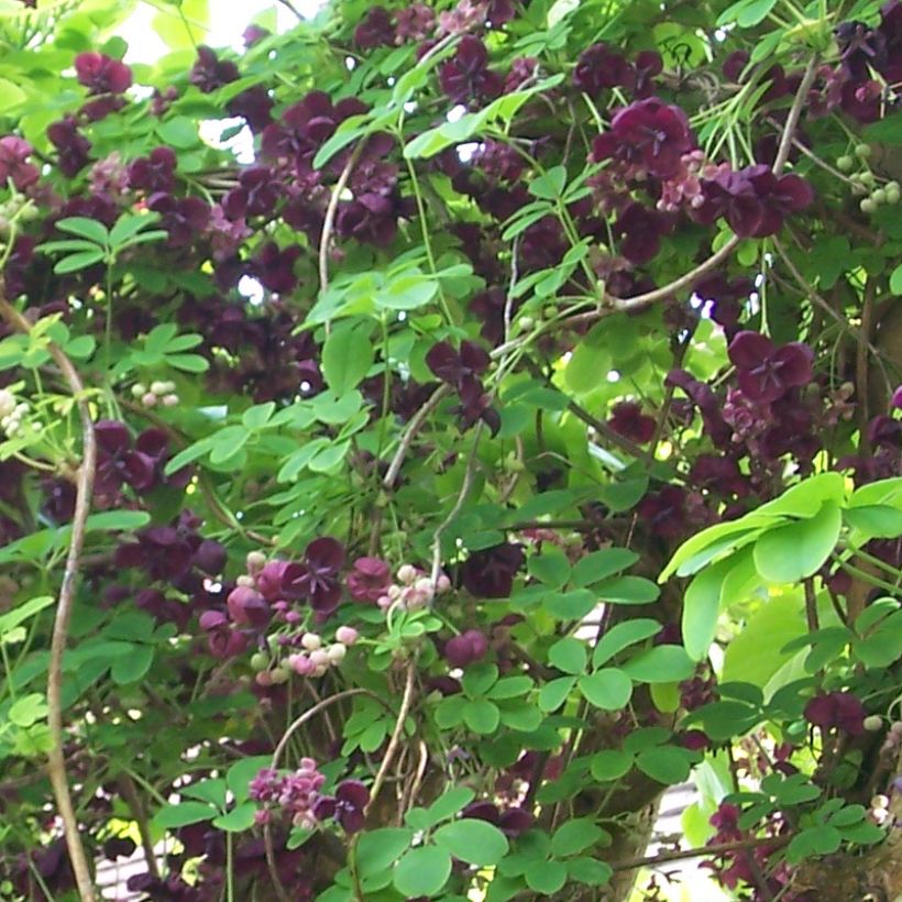 Akebia quinata var. Rosea - Akebia a cinque foglie (Fioritura)