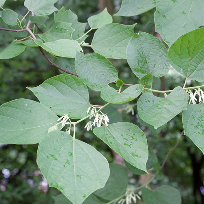 Alangium chinense (Fogliame)