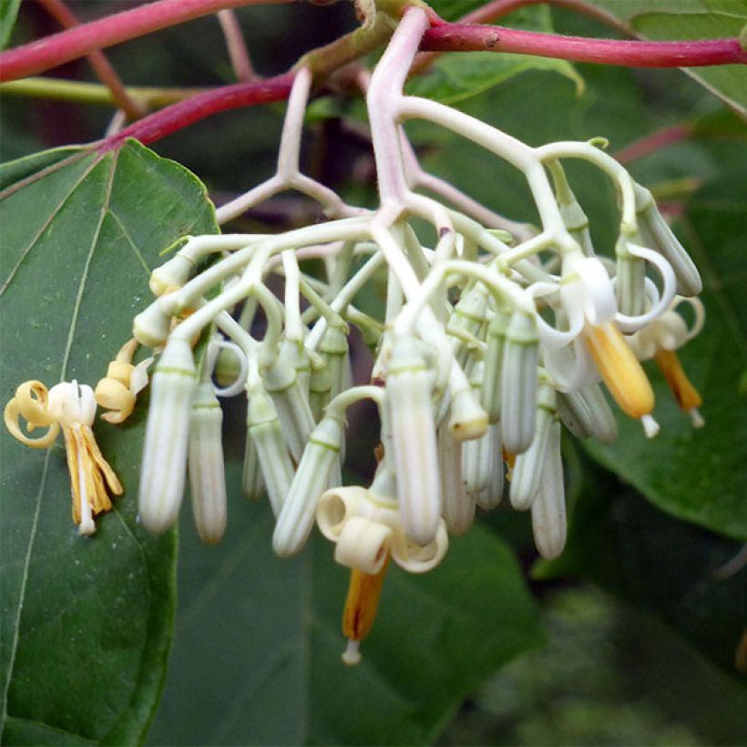 Alangium platanifolium (Fioritura)