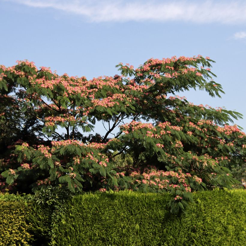 Albizia julibrissin Ombrella - Acacia di Costantinopoli (Porto)