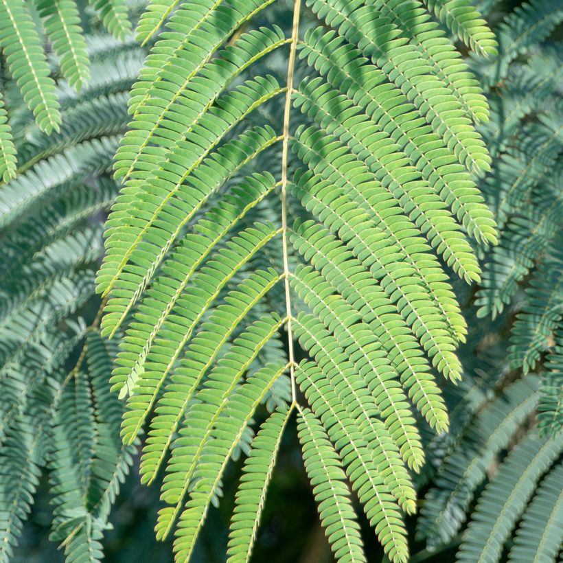 Albizia julibrissin Shidare - Acacia di Costantinopoli (Fogliame)