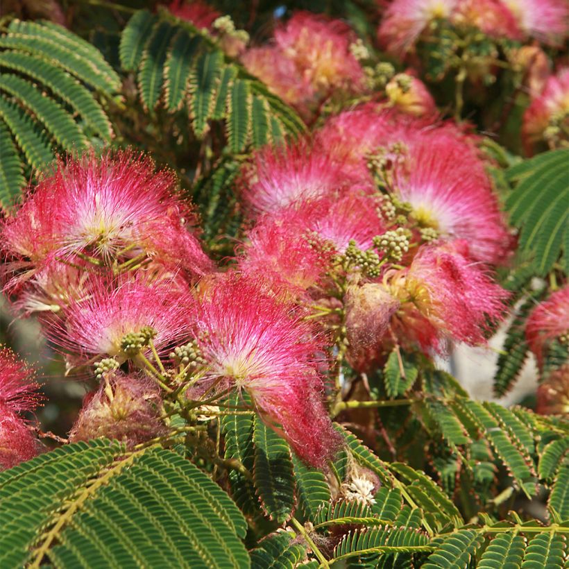 Albizia julibrissin Shidare - Acacia di Costantinopoli (Fioritura)