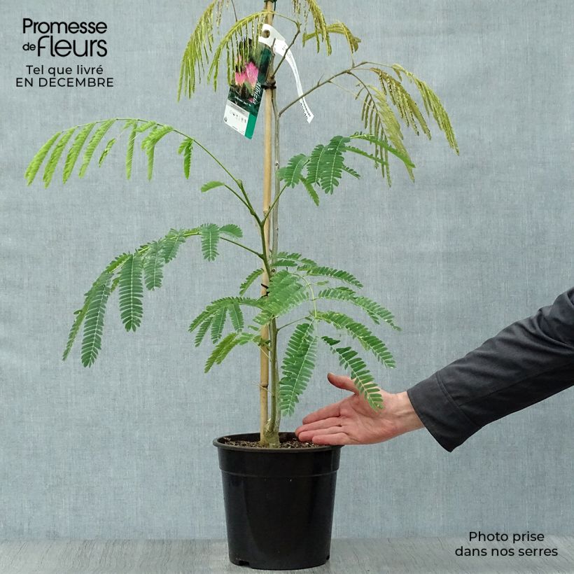 Albizzia Tropical Dream - Arbre à soie Pot de 7,5L/10L esemplare consegnato in inverno