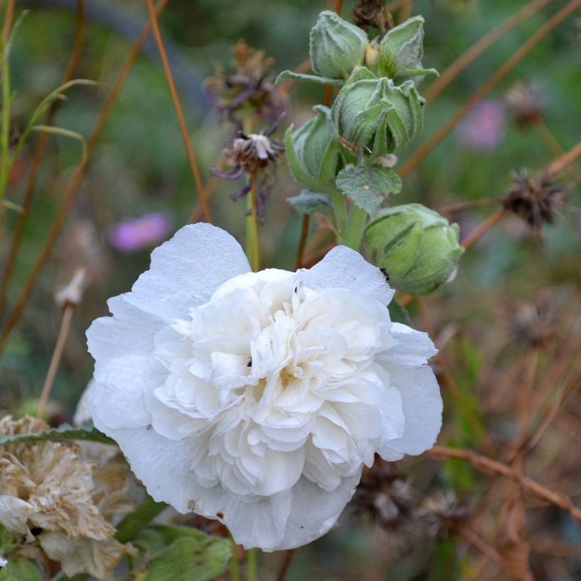 Alcea rosea Chater’s Double Icicle - Malvarosa (Fioritura)