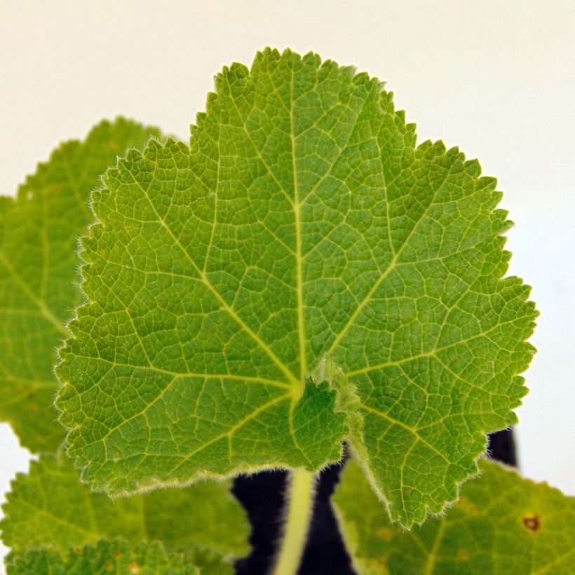 Alcea rosea Chater's Double Violet - Malvarosa (Fogliame)