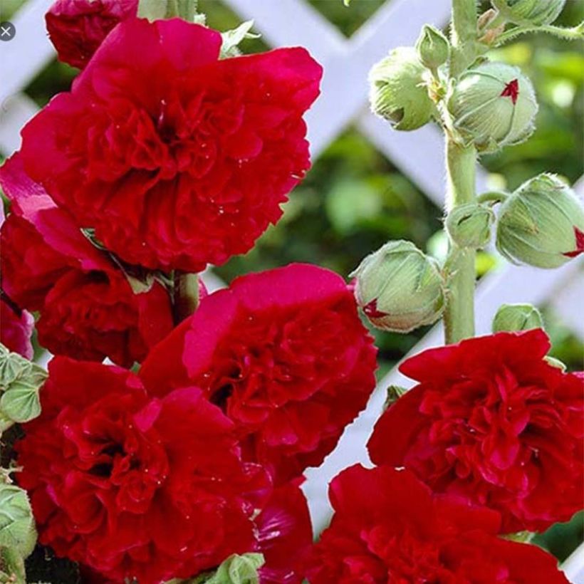 Alcea rosea Pleniflora Rouge - Malvarosa (Fioritura)