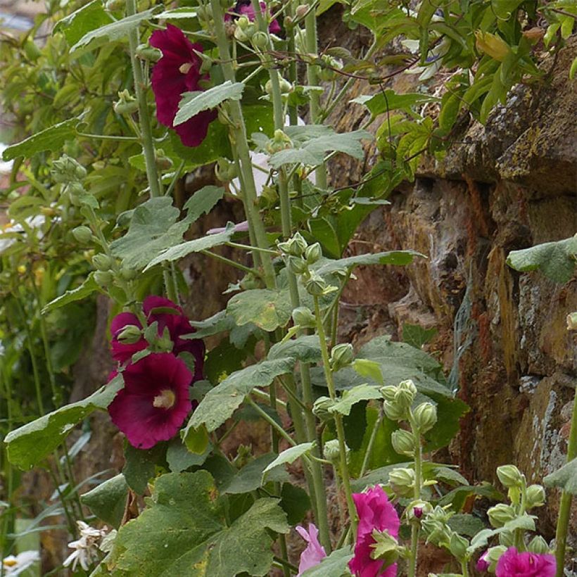 Alcea rosea Simplex - Malvarosa (Fogliame)