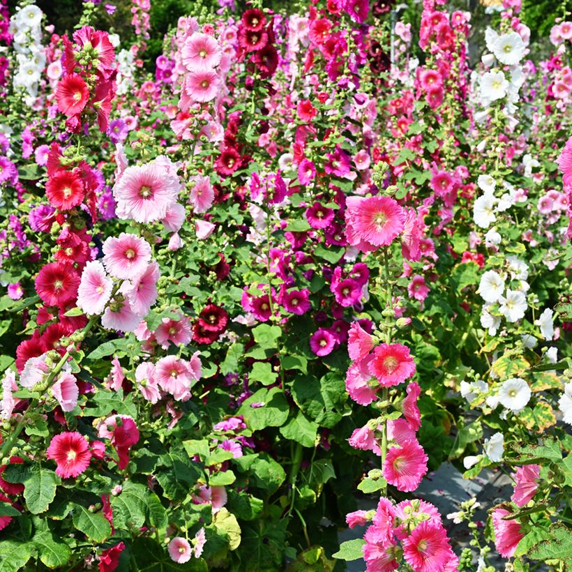 Alcea rosea Simplex - Malvarosa (Fioritura)