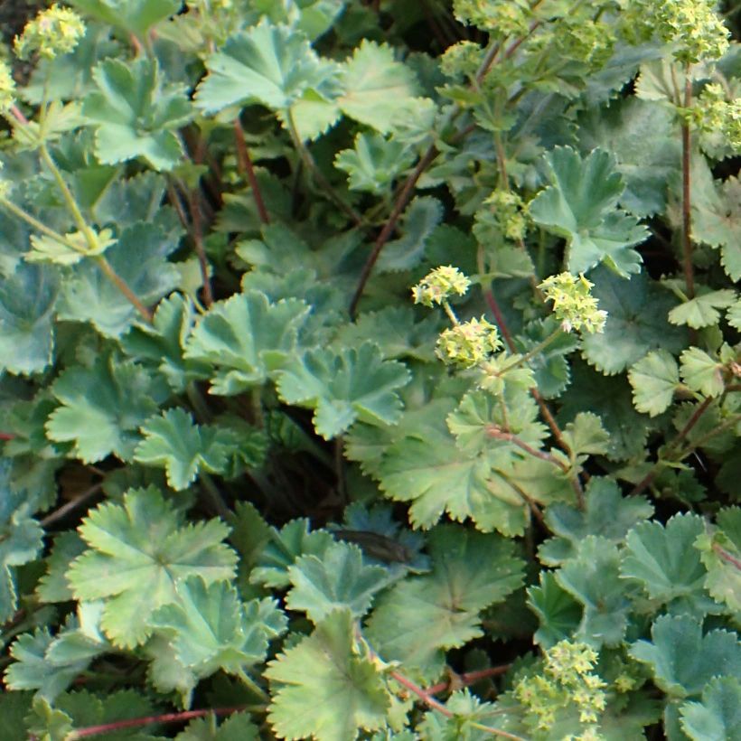 Alchemilla caucasica (Fogliame)