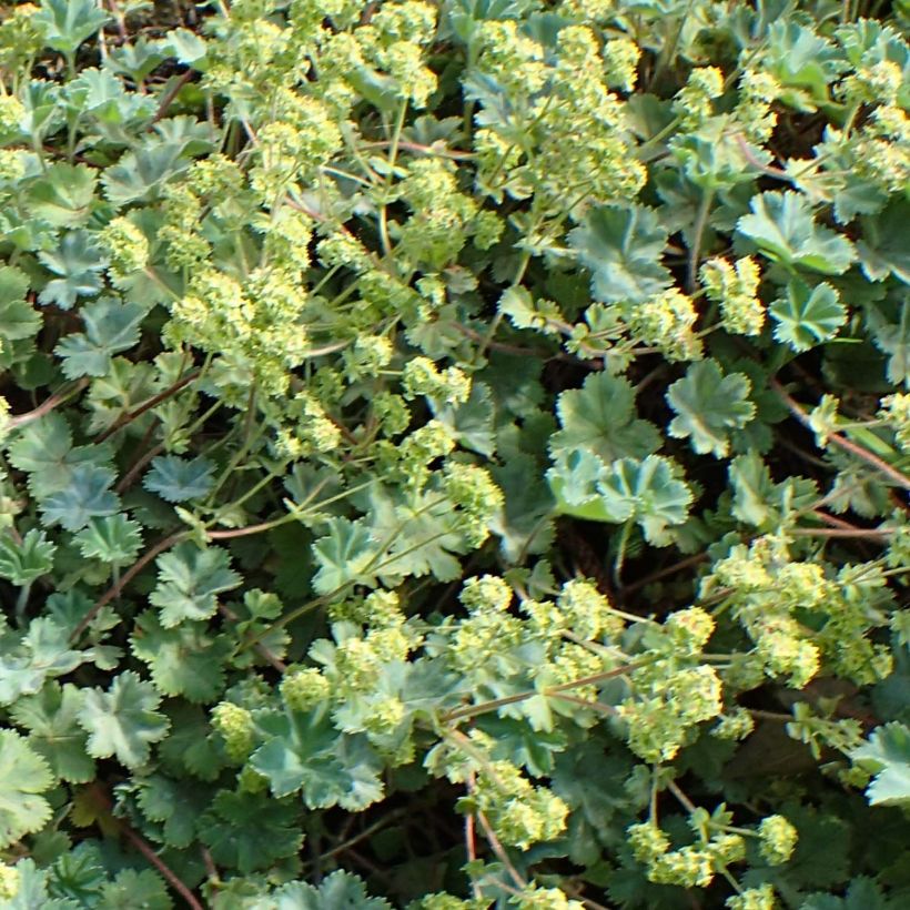 Alchemilla caucasica (Fioritura)