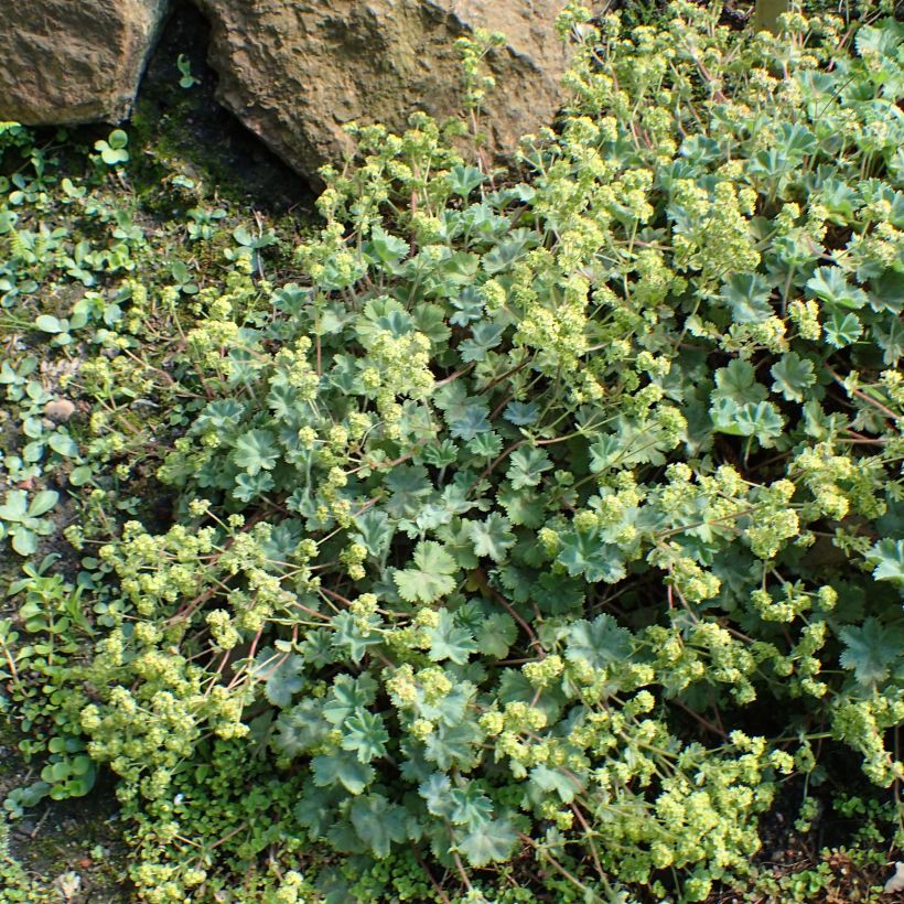 Alchemilla caucasica (Porto)