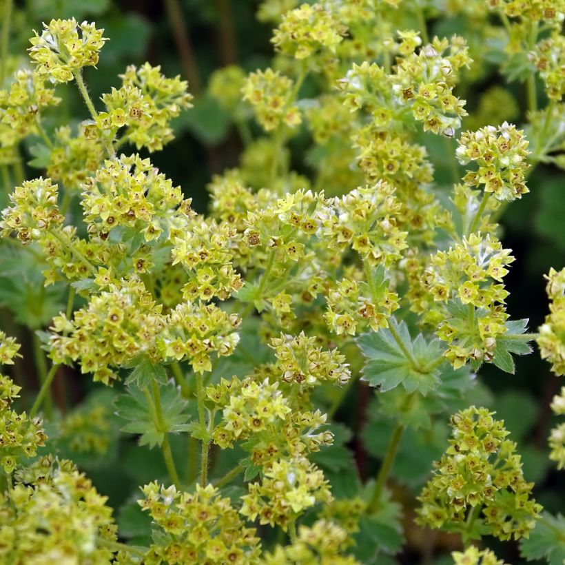 Alchemilla erythropoda (Fioritura)