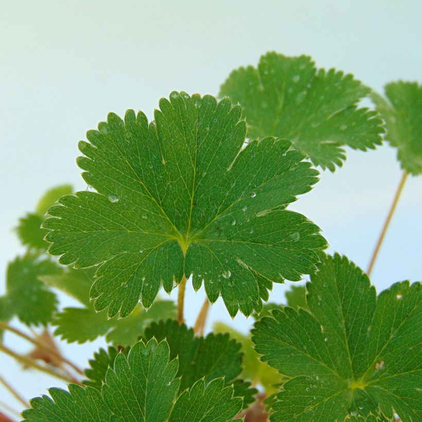 Alchemilla erythropoda (Fogliame)