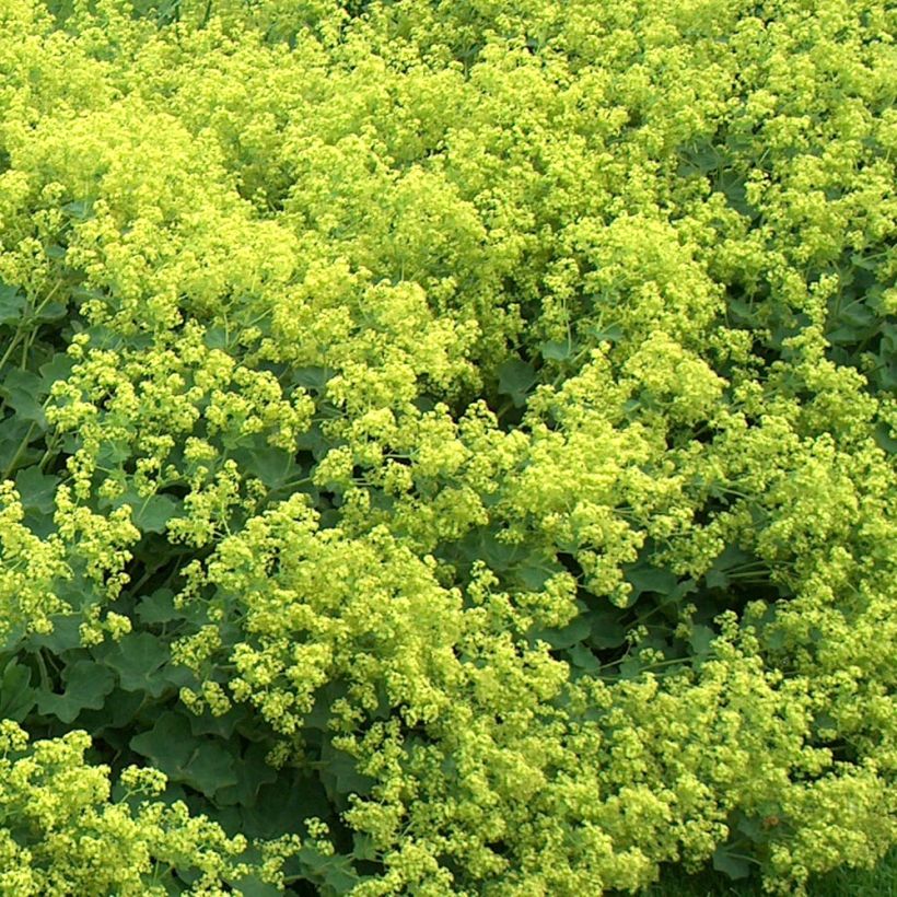 Alchemilla mollis Thriller (Fioritura)