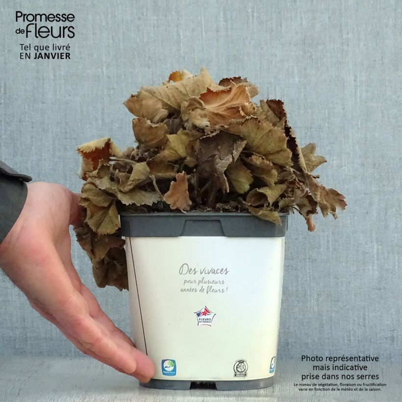 Alchemille Thriller - Alchemilla mollis Pot de 2L/3L esemplare consegnato in inverno