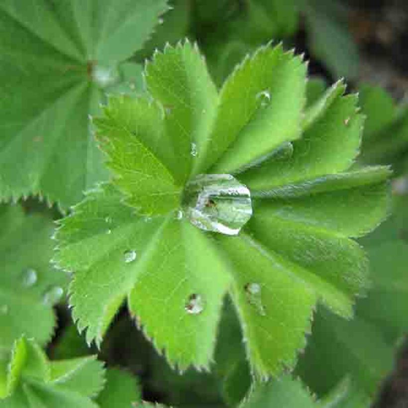 Alchemilla vulgaris (Fogliame)