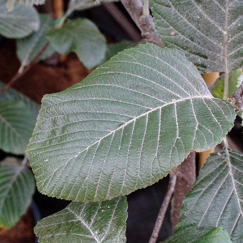 Sorbus aria Lutescens - Sorbo montano (Fogliame)