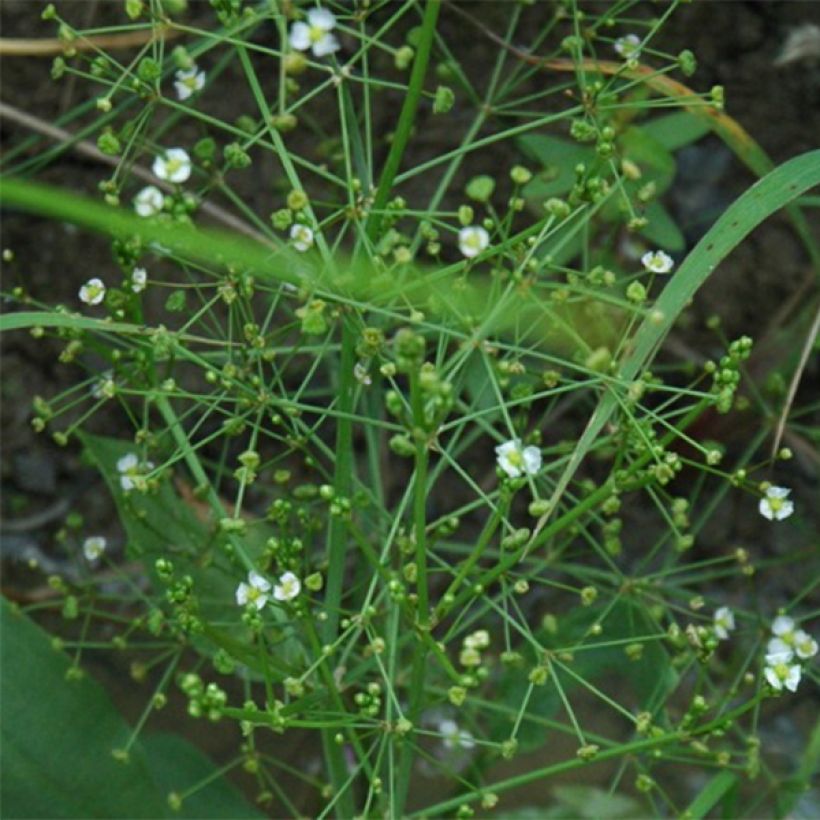 Alisma parviflora (Fioritura)