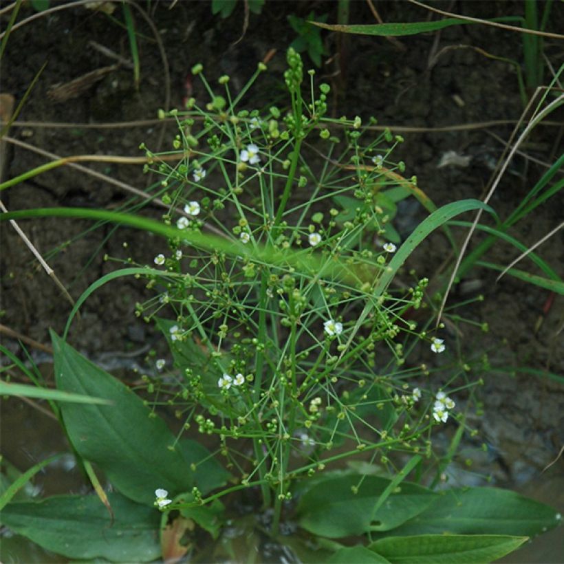 Alisma parviflora (Porto)