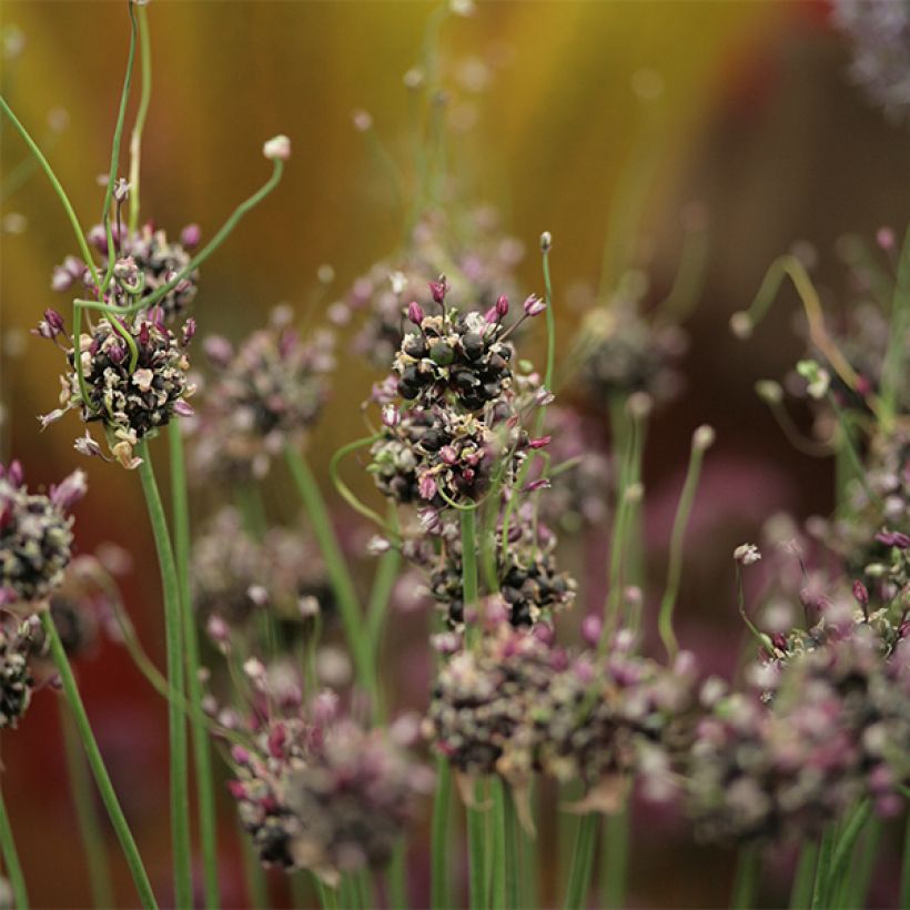 Allium scorodoprasum Bizarre - Aglio romano (Fioritura)