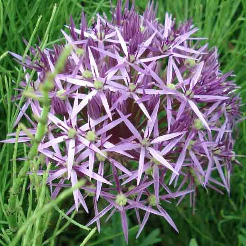 Allium christophii - Aglio ornamentale (Fioritura)