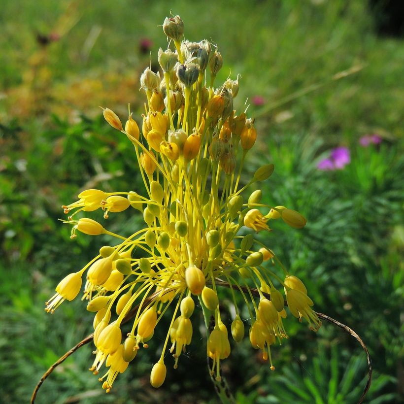 Allium flavum - Aglio giallo (Fioritura)