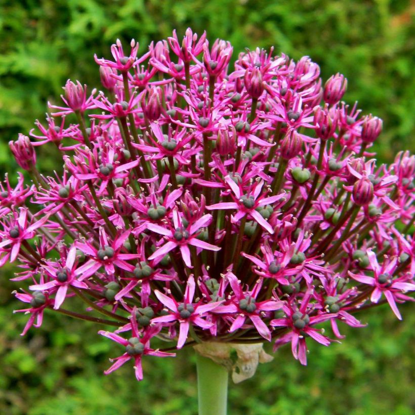 Allium Miami - Aglio ornamentale (Fioritura)