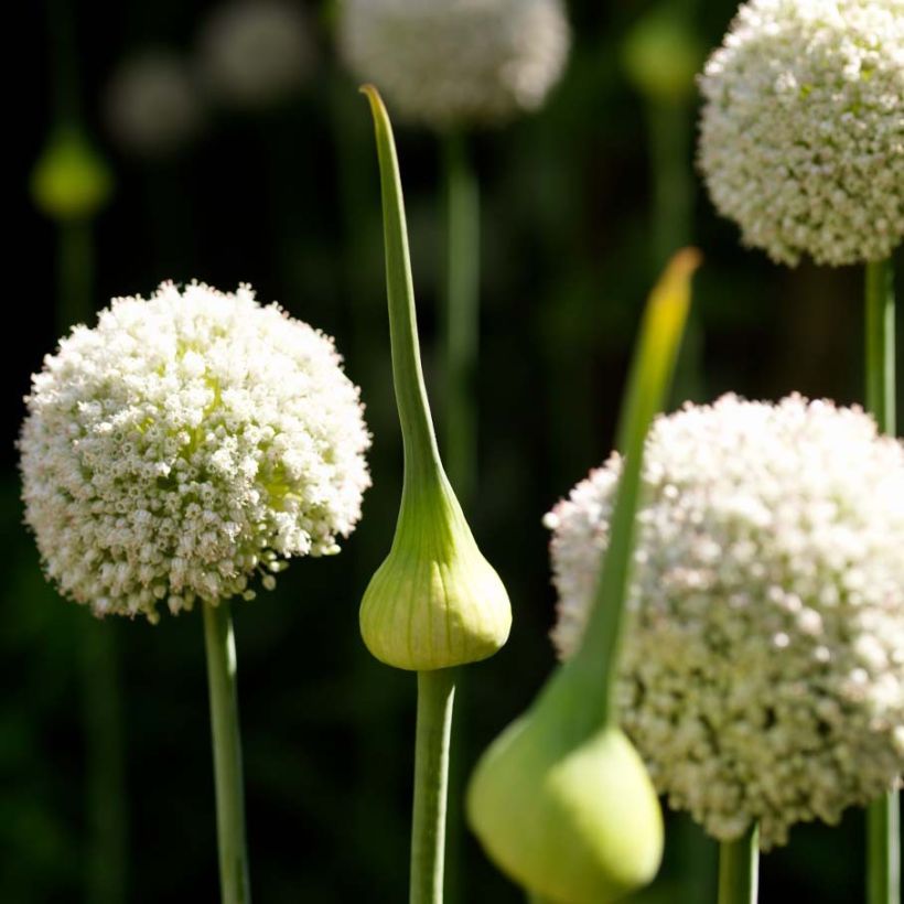 Allium ampeloprasum White Cloud - Porraccio (Fioritura)