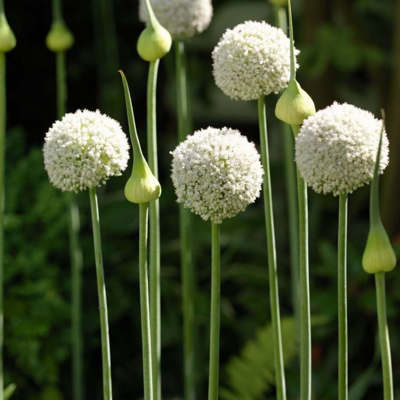 Allium ampeloprasum White Cloud - Porraccio (Porto)