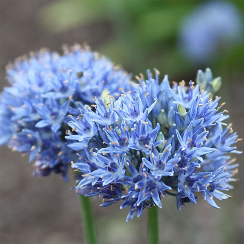 Allium caeruleum - Aglio ornamentale blu (Fioritura)