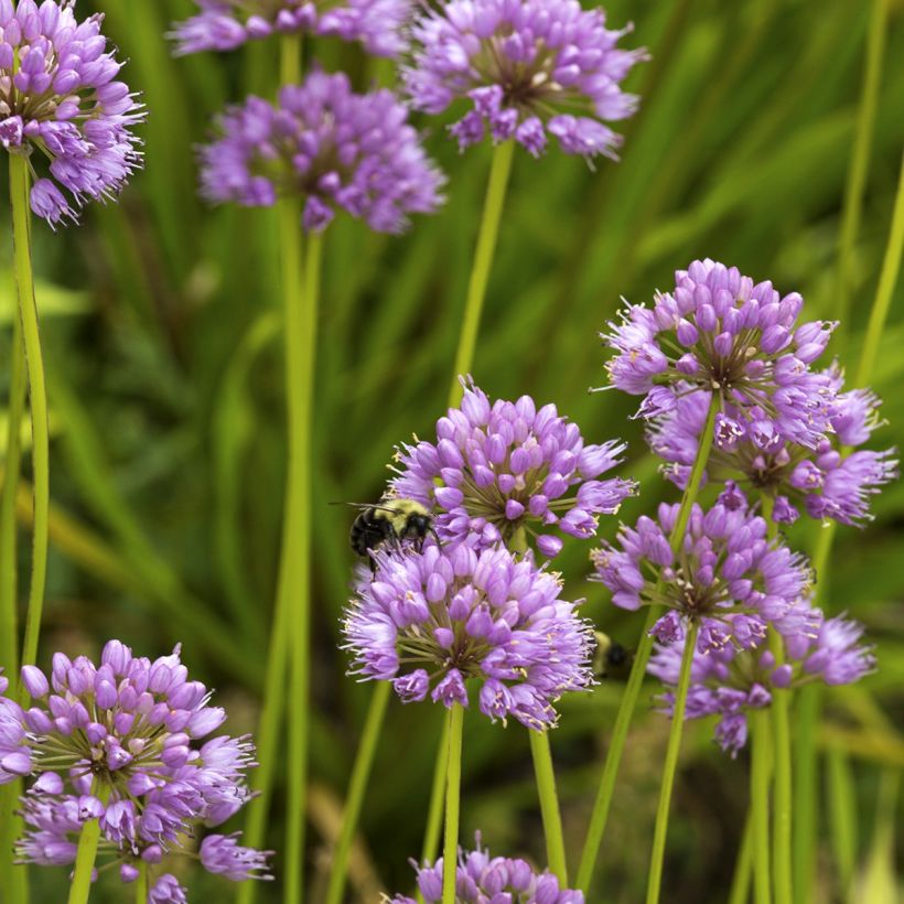 Allium carolinianum Rosy Dream - Aglio ornamentale (Porto)