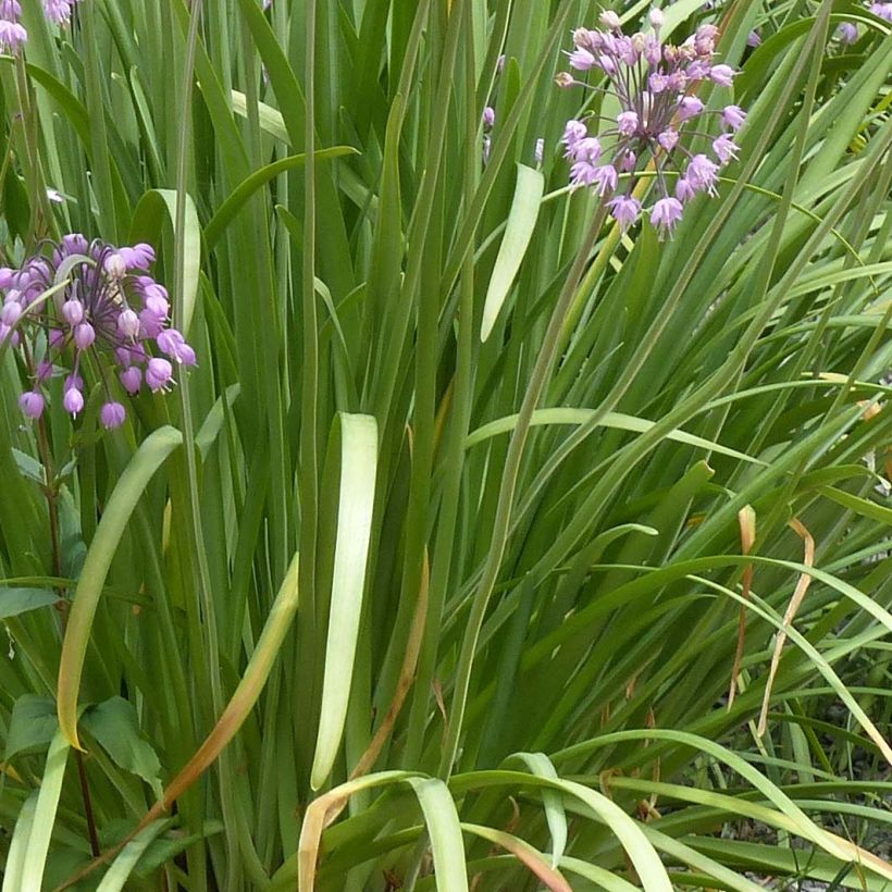 Allium cernuum - Aglio ornamentale (Fogliame)