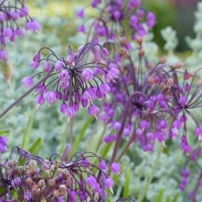 Allium cernuum - Aglio ornamentale (Fioritura)